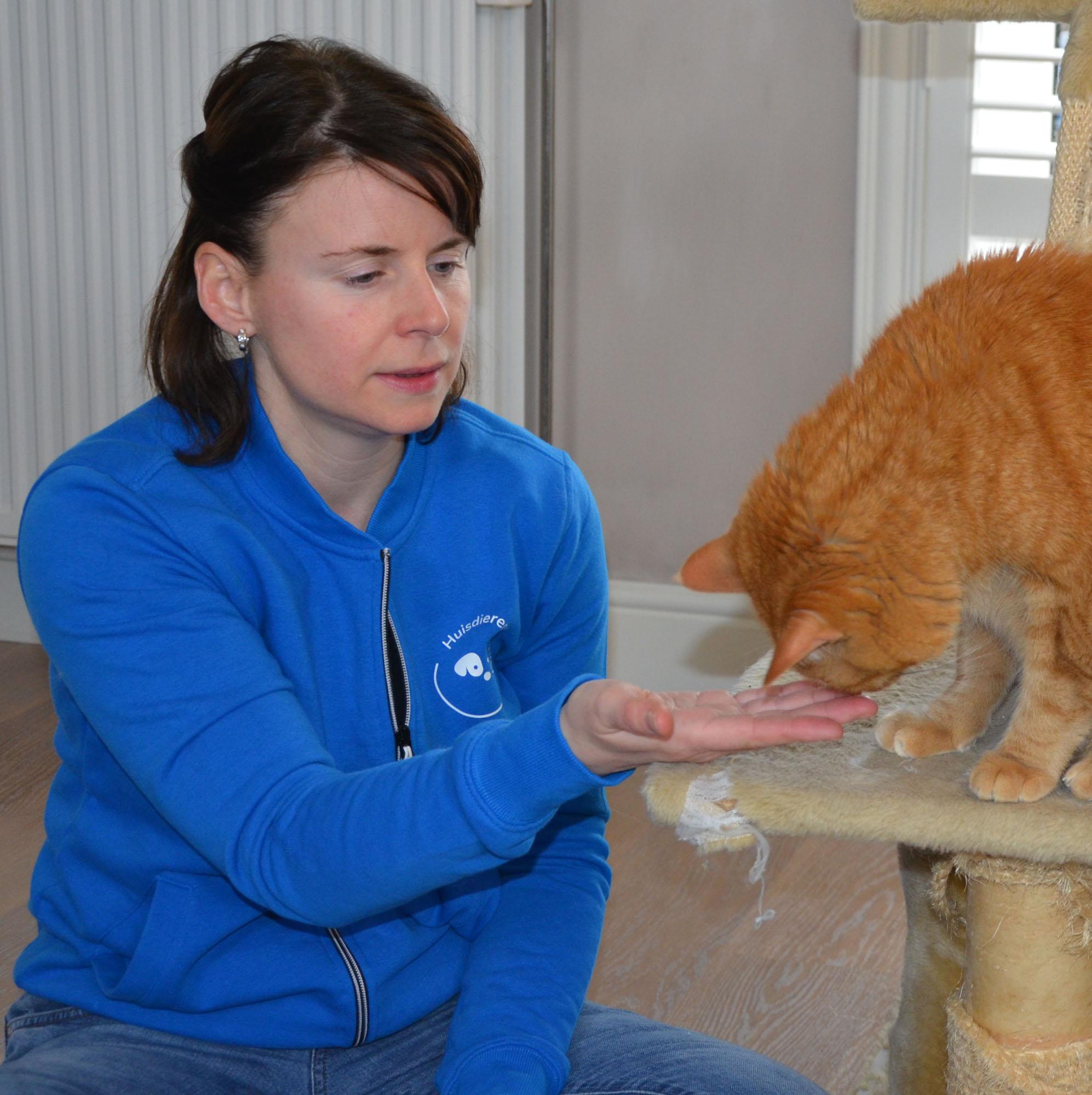 Evie Van Hove with a ginger cat Cat therapist Evie Van Hove is practising with a ginger cat sitting on a scratching post.