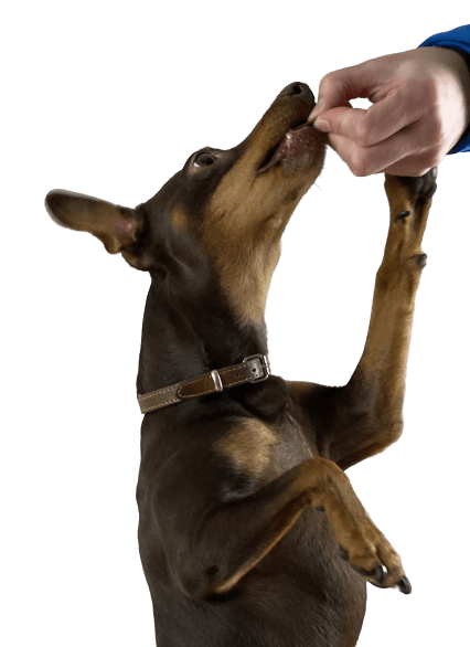 A Miniature Pinscher is given a biscuit